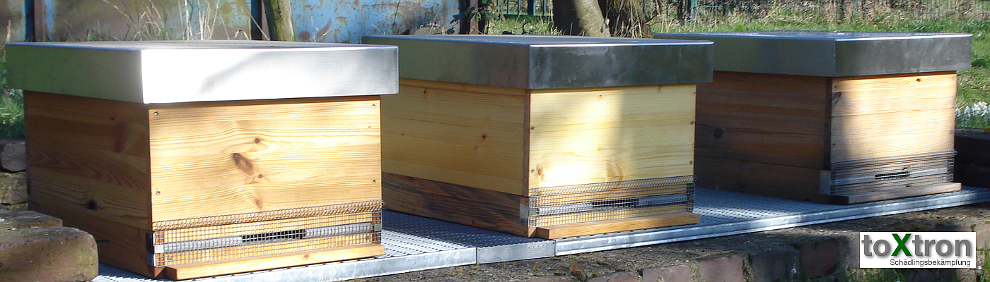 bienen-umsiedlung-toxtron