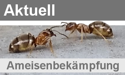 ameisenbekaempfung-nrw