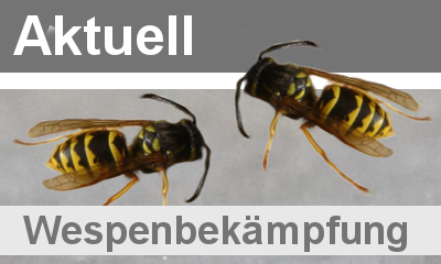 wespenbekaempfung-nrw